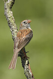 Image. Field Sparrow