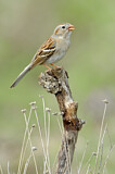 Image. Field Sparrow