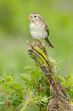 Image. Field Sparrow