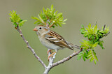 Image. Field Sparrow