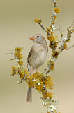 Image. Field Sparrow