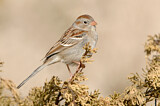 Image. Field Sparrow