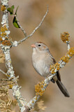 Image. Field Sparrow
