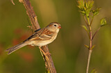 Image. Field Sparrow