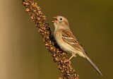 Image. Field Sparrow