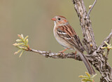 Image. Field Sparrow