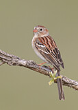 Image. Field Sparrow
