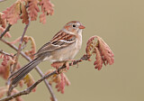 Image. Field Sparrow