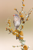 Image. Field Sparrow