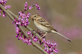 Image. Field Sparrow