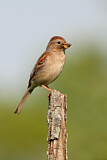 Image. Field Sparrow