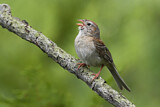 Image. Field Sparrow