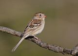 Image. Field Sparrow