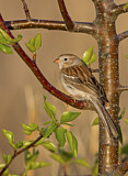 Image. Field Sparrow