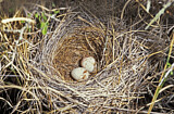 Image. Field Sparrow