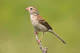 Image. Field Sparrow