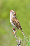 Image. Field Sparrow