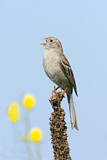Image. Field Sparrow