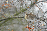 Image. Fieldfare