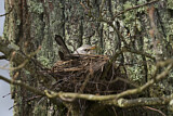 Image. Fieldfare