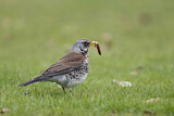 Image. Fieldfare
