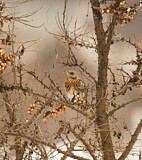 Image. Fieldfare