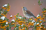 Image. Fieldfare