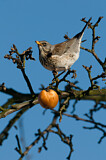 Image. Fieldfare