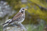 Image. Fieldfare