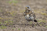 Image. Fieldfare