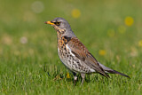 Image. Fieldfare