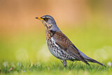 Image. Fieldfare