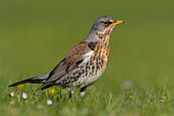 Image. Fieldfare