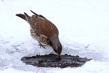 Image. Fieldfare
