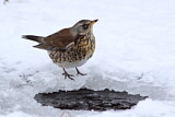Image. Fieldfare