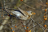 Image. Fieldfare