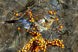 Image. Fieldfare