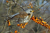 Image. Fieldfare