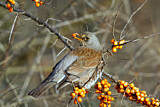 Image. Fieldfare