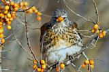 Image. Fieldfare