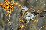 Image. Fieldfare