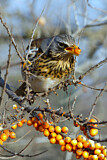 Image. Fieldfare
