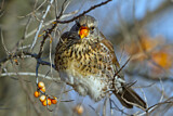Image. Fieldfare