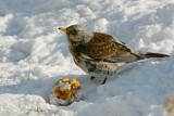 Image. Fieldfare