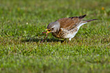 Image. Fieldfare