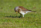 Image. Fieldfare