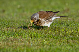 Image. Fieldfare