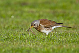 Image. Fieldfare