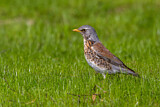 Image. Fieldfare