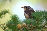 Image. Fieldfare